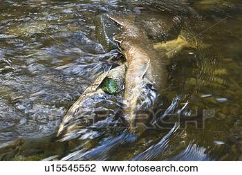 Stock Photo - dead and dying 
pink salmon (oncorhynchus 
gorbuscha) gathering 
after. fotosearch 
- search stock 
photos, pictures, 
images, and photo 
clipart