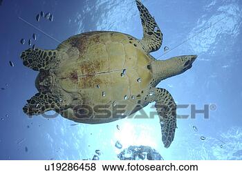 Stock Photo - green turtle (chelonia 
mydas) against 
the surface and 
illuminated. fotosearch 
- search stock 
photos, pictures, 
images, and photo 
clipart