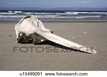 Stock Photography - long-beaked common 
dolphin (delphinus 
capensis) skull 
found on the. 
fotosearch - search 
stock photos, 
pictures, images, 
and photo clipart