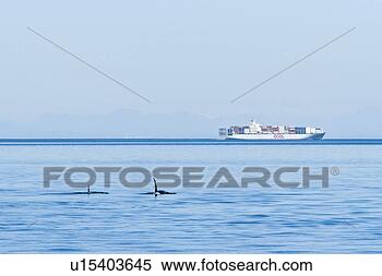Stock Image - an orca pod (orcinus 
orca) encountered 
near waldron island 
in the san. fotosearch 
- search stock 
photos, pictures, 
images, and photo 
clipart