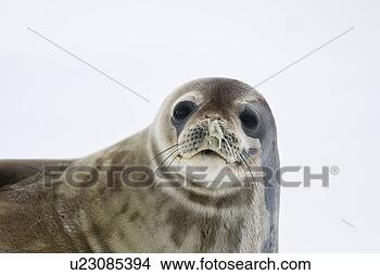 Stock Photo - weddell seal (leptonychotes 
weddellii) hauled 
out on ice on 
usefull. fotosearch 
- search stock 
photos, pictures, 
images, and photo 
clipart