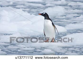 Stock Photo - adult gentoo penguin 
(pygoscelis papua) 
on small growlers 
in neko. fotosearch 
- search stock 
photos, pictures, 
images, and photo 
clipart