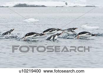 Stock Photography - adult gentoo penguins 
(pygoscelis papua) 
porpoising at 
the northern. 
fotosearch - search 
stock photos, 
pictures, images, 
and photo clipart