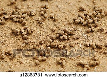 Stock Photography - adult ghost crabs 
(ocypode sp) on 
the beach at bartolome 
island in. fotosearch 
- search stock 
photos, pictures, 
images, and photo 
clipart