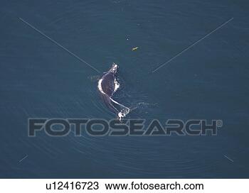 Stock Photo - aerial view of 
northern right 
whale (balaena 
glacialis glacialis). 
fotosearch - search 
stock photos, 
pictures, images, 
and photo clipart