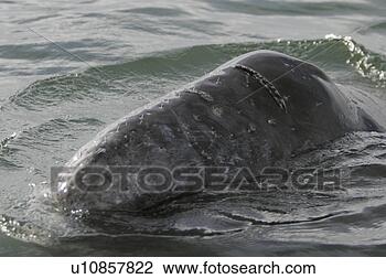 Stock Photo - california gray 
whale (eschrichtius 
robustus) calf 
surfacing (note. 
fotosearch - search 
stock photos, 
pictures, images, 
and photo clipart