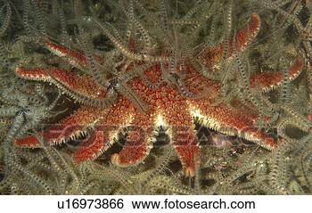 Stock Photo - common brittle 
star (ophiothrix 
fragilis) and 
common starfish. 
fotosearch - search 
stock photos, 
pictures, images, 
and photo clipart