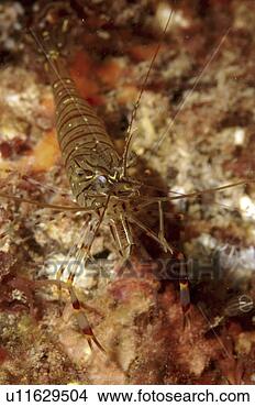 Stock Photo - common prawn (palaemon 
serratus)  babbacombe, 
torquay, south 
devon, uk. fotosearch 
- search stock 
photos, pictures, 
images, and photo 
clipart