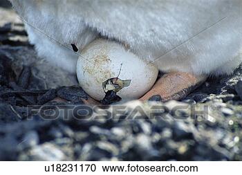 Stock Photography - gentoo penguin 
(pygoscelis papua) 
chick hatching 
from egg. fotosearch 
- search stock 
photos, pictures, 
images, and photo 
clipart