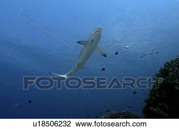 Stock Photo - gray reef shark, 
 carcharhinus 
amblyrhynchos, 
 approaches reef 
to get. fotosearch 
- search stock 
photos, pictures, 
images, and photo 
clipart