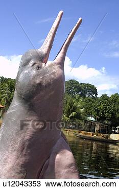 Stock Photo - pink river dolphin 
or boto,  inia 
geoffrensis,  
leaps into the 
air. fotosearch 
- search stock 
photos, pictures, 
images, and photo 
clipart
