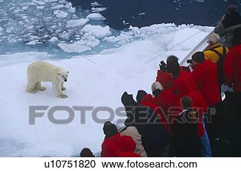 Stock Photography - polar bear (ursus 
maritimus) and 
tourists aboard 
eco-tourism ship. 
fotosearch - search 
stock photos, 
pictures, images, 
and photo clipart