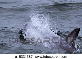 Foto - risso's,   golfinho, 
  (grampus,   
griseus),   seu, 
  olho,   sopro. 
fotosearch - busca 
de fotos, imagens 
e clipart