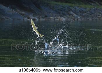 Stock Image - spawning pink 
salmon (oncorhynchus 
gorbuscha) leaping 
in red bluff. 
fotosearch - search 
stock photos, 
pictures, images, 
and photo clipart