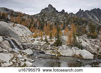 创意摄影图片库 - 金色, Larches, 矮妖精, 落下,