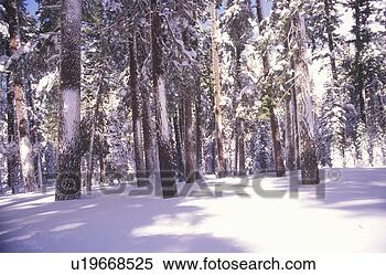 Stock Image - pine trees covered 
in snow, northern 
california. fotosearch 
- search stock 
photos, pictures, 
images, and photo 
clipart