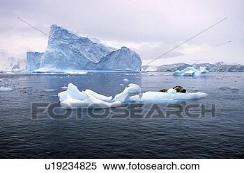 Stock Image - southern sea lion 
sleeping. fotosearch 
- search stock 
photos, pictures, 
images, and photo 
clipart