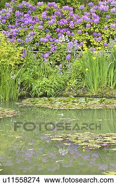 Stock Photo - the gardens at 
giverny with monet's 
bridge and waterlillies. 
fotosearch - search 
stock photos, 
pictures, images, 
and photo clipart