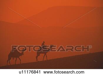 Stock Photography - camels and mountains 
in the sunset, 
egypt, silhouette. 
fotosearch - search 
stock photos, 
pictures, images, 
and photo clipart