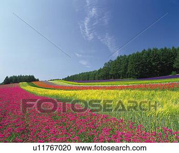 Stock Photography - a huge,  multicolored 
flower field, 
 under a blue 
sky,  hokkaido. 
fotosearch - search 
stock photos, 
pictures, images, 
and photo clipart