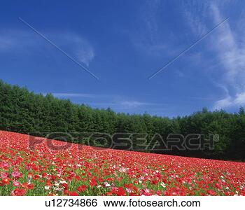Stock Photo - a huge poppy field 
with a forest 
in the background, 
 hokkaido. fotosearch 
- search stock 
photos, pictures, 
images, and photo 
clipart