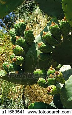 Stock Photography - spain, andalucia, 
andalusia, fruit, 
fruits, food, 
nature. fotosearch 
- search stock 
photos, pictures, 
images, and photo 
clipart