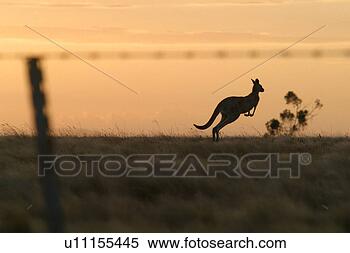 Stock Image - kangaroo  hopping 
along the horizon 
at dusk. fotosearch 
- search stock 
photos, pictures, 
images, and photo 
clipart