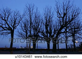 Stock Photography - night profile 
of bare trees 
with city lights 
in a distance, 
 basel. fotosearch 
- search stock 
photos, pictures, 
images, and photo 
clipart