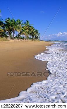 Picture - classic tropical 
beach with waves 
and palms along 
the edge of the 
sand. fotosearch 
- search stock 
photos, pictures, 
images, and photo 
clipart