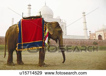 Stock Photograph - close-up of an 
elephant in front 
of a mausoleum, 
 taj mahal,  agra. 
fotosearch - search 
stock photos, 
pictures, images, 
and photo clipart