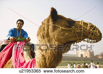 Stock Image - portrait of a 
young man riding 
a camel. fotosearch 
- search stock 
photos, pictures, 
images, and photo 
clipart