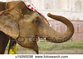 Stock Photo - close-up of an 
elephant, taj 
mahal, agra, uttar 
pradesh, india. 
fotosearch - search 
stock photos, 
pictures, images, 
and photo clipart