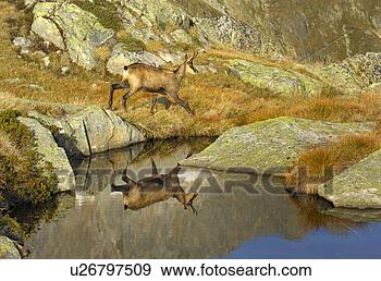 Stock Photograph - canton, animal, 
bernese, berne, 
antlers, cornet, 
alpentier. fotosearch 
- search stock 
photos, pictures, 
images, and photo 
clipart