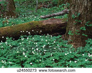 Stock Photo - small white flowers 
in forest. fotosearch 
- search stock 
photos, pictures, 
images, and photo 
clipart