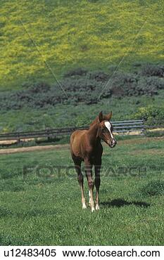 Stock Image - arabian colt in 
spring field. 
fotosearch - search 
stock photos, 
pictures, images, 
and photo clipart
