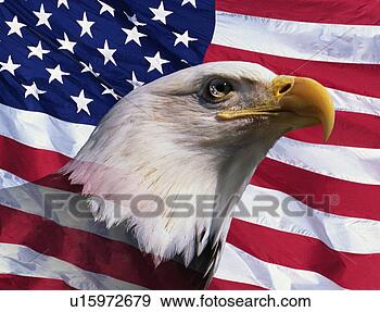 Stock Photograph - photo montage: 
american bald 
eagle and american 
flag. fotosearch 
- search stock 
photos, pictures, 
images, and photo 
clipart