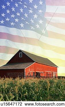 Stock Photo - photo montage: 
red barn, corn 
field, and american 
eagle. fotosearch 
- search stock 
photos, pictures, 
images, and photo 
clipart