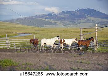 Stock Image - arabian horses 
running in corral 
at peggy delaney's 
ranch in. fotosearch 
- search stock 
photos, pictures, 
images, and photo 
clipart
