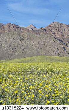 Stock Photo - mountain view 
and spectacular 
desert gold and 
various spring 
flowers. fotosearch 
- search stock 
photos, pictures, 
images, and photo 
clipart