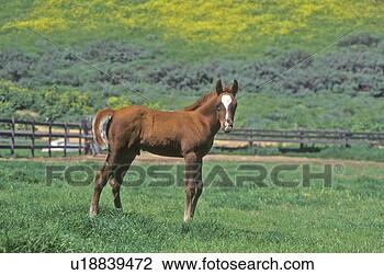 Stock Photo - arabian colt in 
spring field. 
fotosearch - search 
stock photos, 
pictures, images, 
and photo clipart