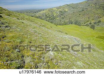 Stock Photo - spring flower 
fields and rolling 
hills of figueroa 
mountain near. 
fotosearch - search 
stock photos, 
pictures, images, 
and photo clipart