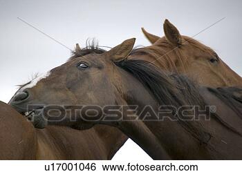 Stock Photo - horse nuzzling 
another horse. 
fotosearch - search 
stock photos, 
pictures, images, 
and photo clipart