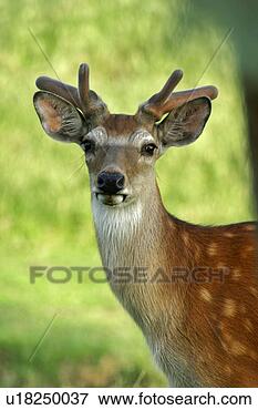 Picture - animals, body, 
antlers, alfred. 
fotosearch - search 
stock photos, 
pictures, images, 
and photo clipart