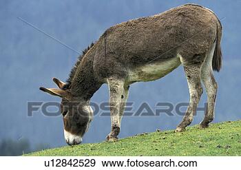 Stock Photograph - asinus, christian, 
animals. fotosearch 
- search stock 
photos, pictures, 
images, and photo 
clipart