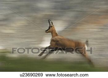 Stock Photograph - cornet, alpentier, 
bernese, antlers, 
animal, escape, 
action. fotosearch 
- search stock 
photos, pictures, 
images, and photo 
clipart