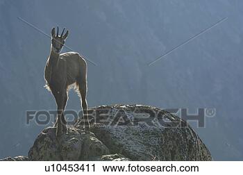 Stock Photography - even-toed ungulates, 
 animal,  cornet, 
 bernese,  antlers, 
 gaemse. fotosearch 
- search stock 
photos, pictures, 
images, and photo 
clipart