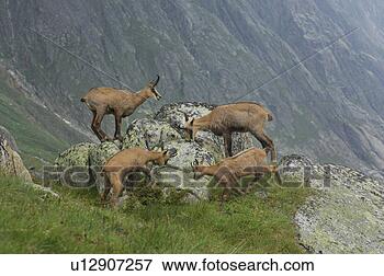 Picture - even-toed ungulates, 
 animal,  cornet, 
 bernese,  antlers, 
 gaemse. fotosearch 
- search stock 
photos, pictures, 
images, and photo 
clipart