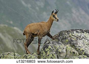 Stock Photo - even-toed ungulates, 
 animal,  cornet, 
 bernese,  antlers, 
 gaemse. fotosearch 
- search stock 
photos, pictures, 
images, and photo 
clipart