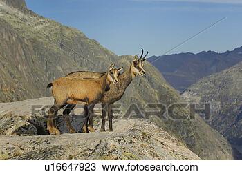 Stock Photo - even-toed ungulates, 
 animal,  cornet, 
 bernese,  antlers, 
 gaemse. fotosearch 
- search stock 
photos, pictures, 
images, and photo 
clipart