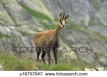 Picture - even-toed ungulates, 
 animal,  cornet, 
 bernese,  antlers, 
 gaemse. fotosearch 
- search stock 
photos, pictures, 
images, and photo 
clipart